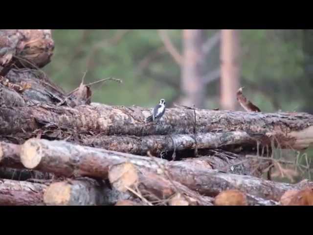 Pohjantikka ei hakekoneesta ollut moksiskaan