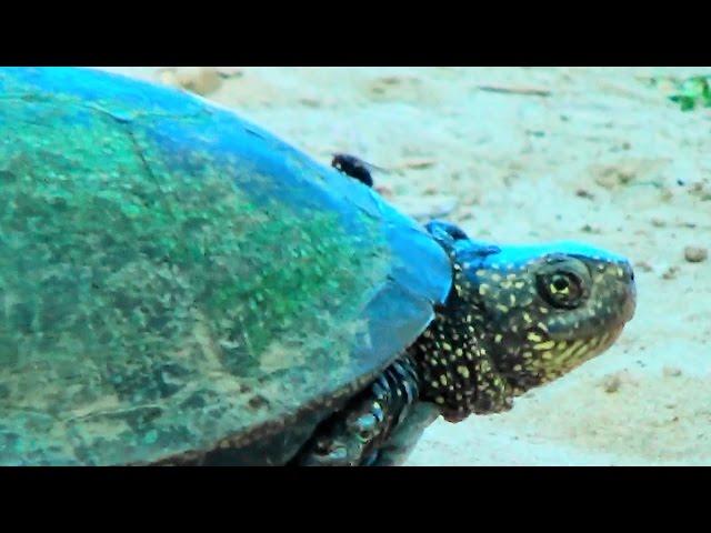 Рыбалка на Волге 2016г 5 серия вторая часть Fishing on the Volga, 2016 5 series of the second part