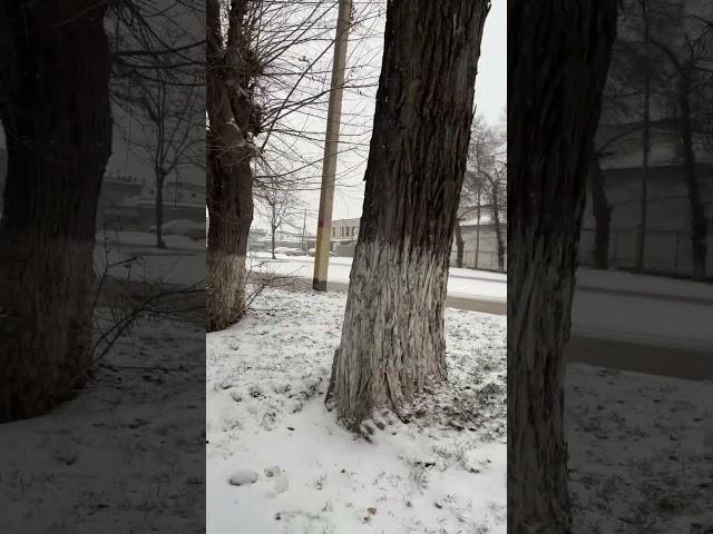 #taraz Зима холода 