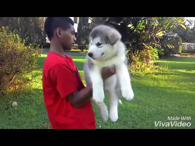 Alaskan Malamute Baby " Dreamcastle Arka Mini Cooper"