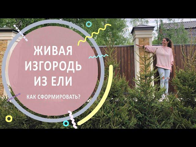 Формованная живая изгородь из ели | Как сформировать?