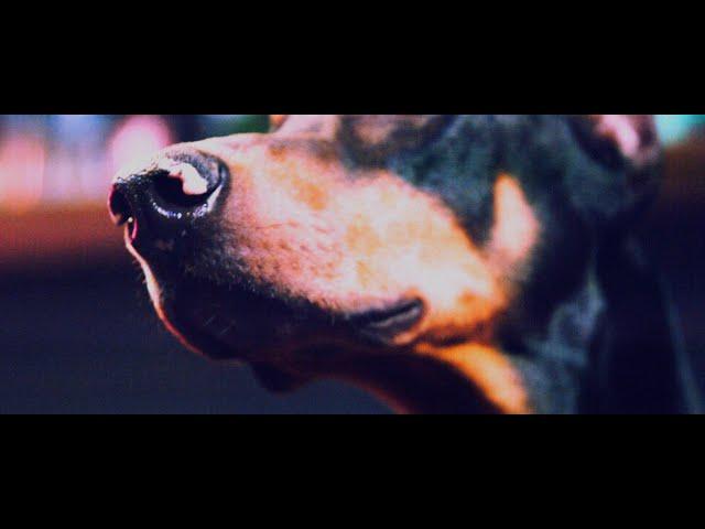 [Alexandros] - Dog 3 (MV)