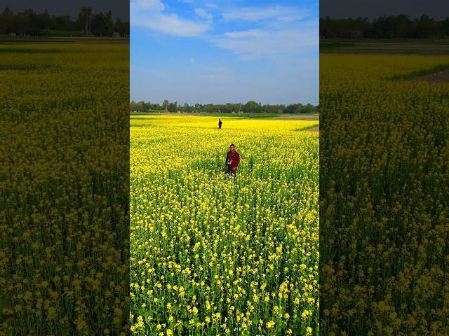 Drone shot #nature #beauty #fyp #song #drone #video #subscribe #foryou #love #bangladesh #farming