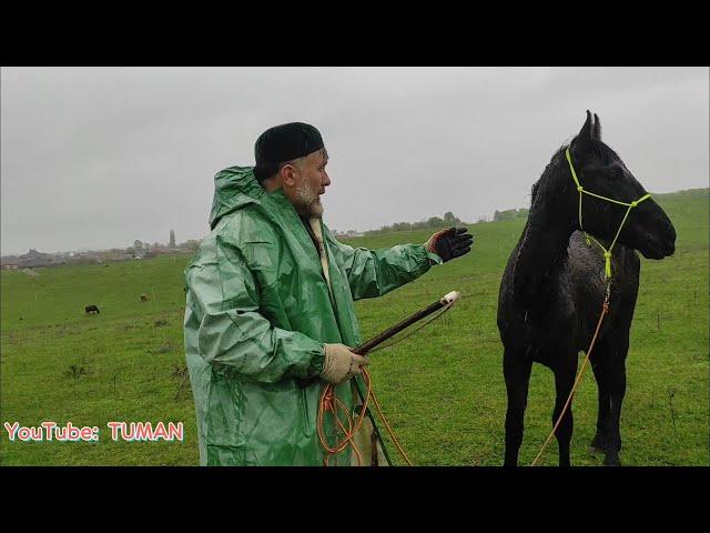 Лахиб , Туман и Арифа.  Дождь, Лес , Прогулка с Жеребенок Лошадь Кобыла.