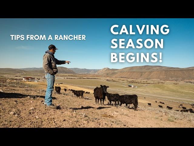 Late Nights and New Life | Inside Ranching's Most Important Season on the Petersen Angus Ranch