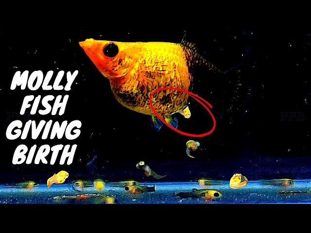 Gold Dust #mollyfish #Giving Birth to 68 Babies and How to Rise Molly Fry