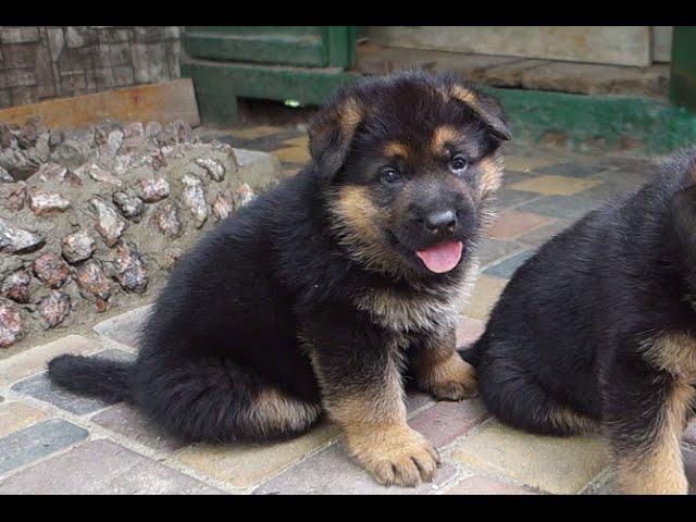 Смешные щенки НЕМЕЦКОЙ ОВЧАРКИ! German Shepherd puppies!