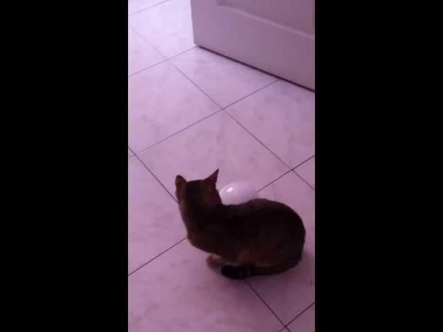 Cat Vs. hookah + soap bubble