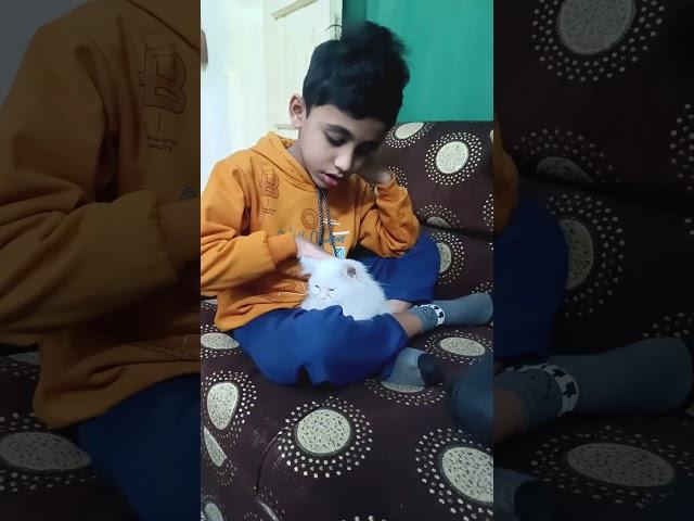 #teriyeada#Amin#Amara#trendingshorts #kitten #overloaded #jonny # #love #newsong #tseries #catlover