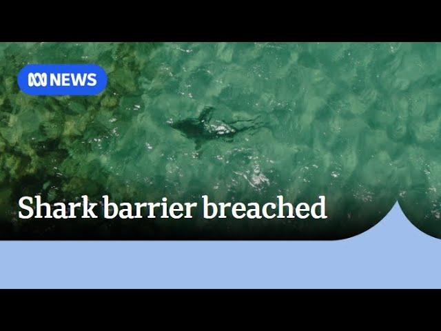 Shark spotted circling inside shark barrier shot with speargun | ABC News