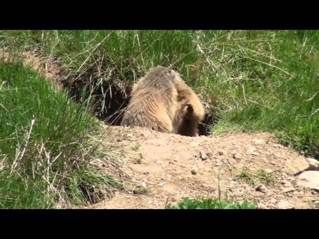 Chut Marmottes! - Parler d'amour Vidéo clip