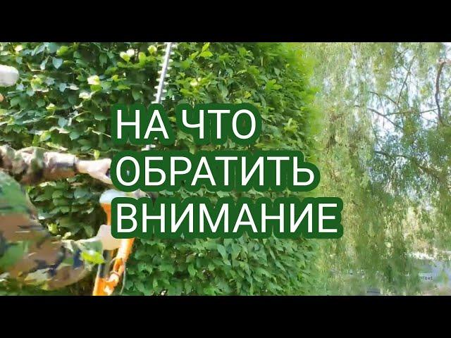 КАК ВЫБРАТЬ КУСТОРЕЗ ИЛИ САДОВЫЕ ЭЛЕКТРОНОЖНИЦЫ.