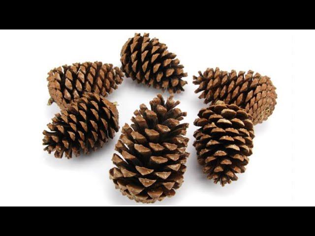 2 Great Recycling Ideas With Pine Cones!