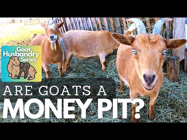 How Much Does it COST to Keep Goats??  Cost Breakdown and Comparisons