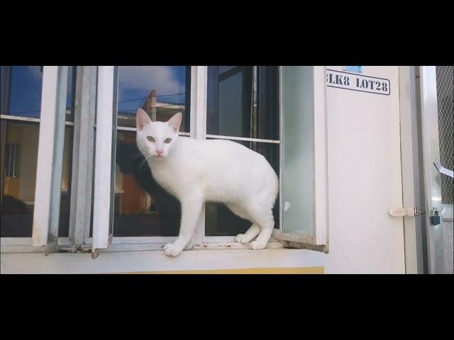 Cutie White Cat (Kokie then & now) Life with a Cat