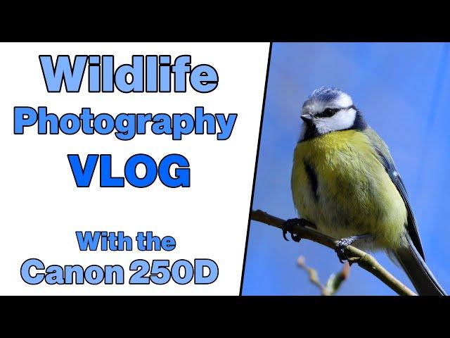 Wildlife Photography Vlog with the Canon 250D and Sigma 150-600mm C lens