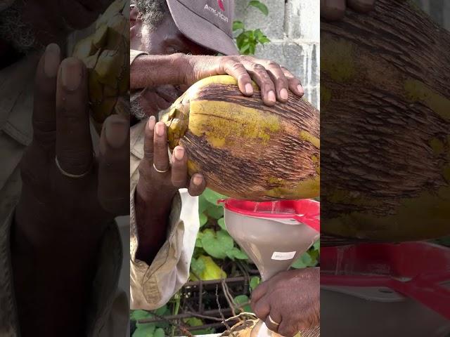  Fresh Coconut Water for Sale Street Food Dominica #shorts