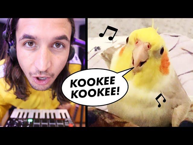 The Kiffness x Ginger the Cockatiel - Kookee Kookee (CLUB ANTHEM)