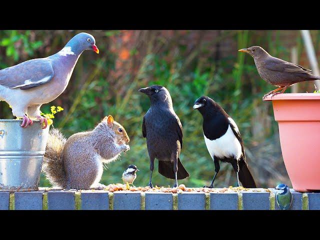 Relaxing Cat TV ️ Birds & Squirrels Discover Food Pile on Wall ️ Videos to Entertain Cats 4K HDR