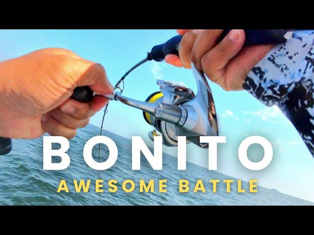 Awesome Bonito Fight on Extra Light Palmarius Rod