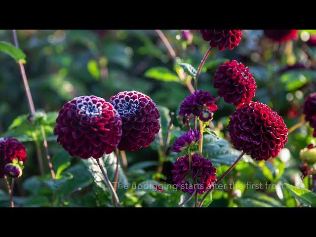 Overwintering dahlias at Länsmansgården