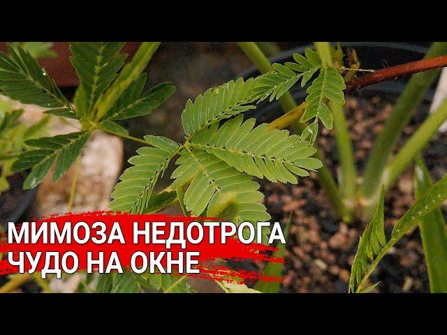 Мимоза недотрога - чудо на окне