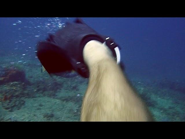 Triggerfish Attack