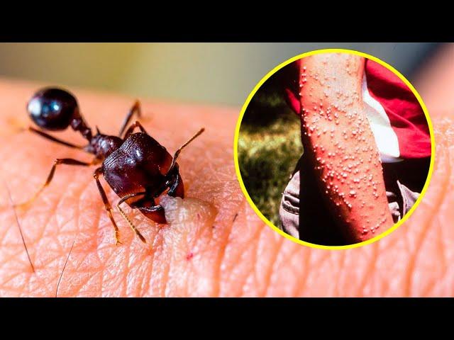 The DEADLIEST INSECTS In The World