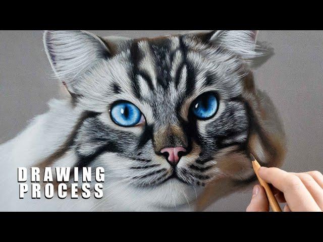 PHOTO-REALISTIC CAT DRAWING | Color Pastel Pencil Animal Art - Time-Lapse