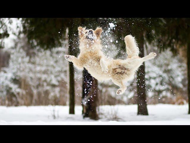 Dogs Reacting to First Snow - Try Not To Laugh