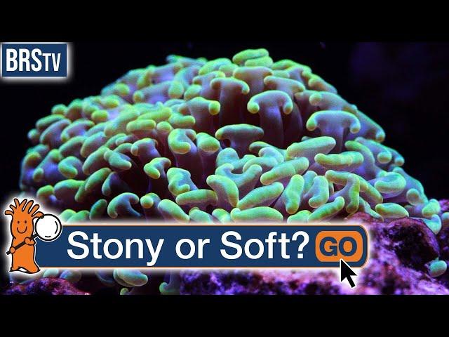 What Is the Difference Between Stony & Soft Corals?