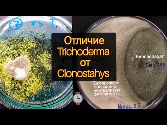 Отличие Триходермы от МикоВальд (ГлиоВер) гриб Clonostahys. Кто действительно лечит от болезней.