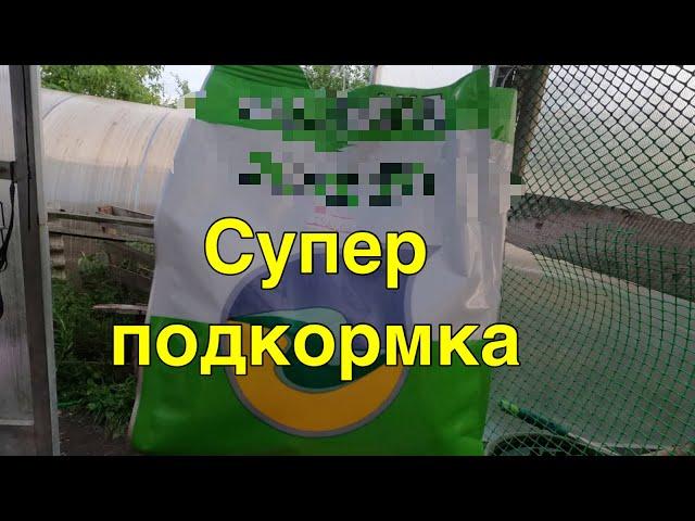 Семейные посиделки /Супер подкормка овощей для лучшего цветения и завязи