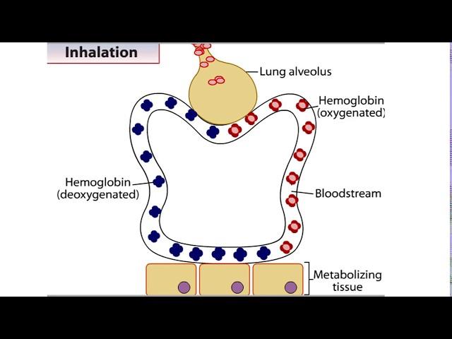 How Hemoglobin Picks Up and Delivers Oxygen