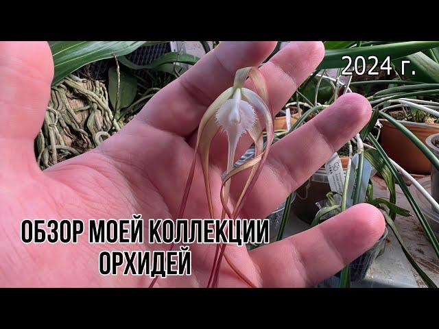 Обзор коллекции орхидей 2024|| Новинки и первое цветение орхидей || Что-то зацвело на стеллажах 