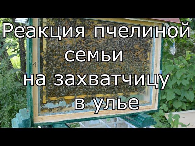 Захватчица в улье. Реакция пчел на чужую матку.