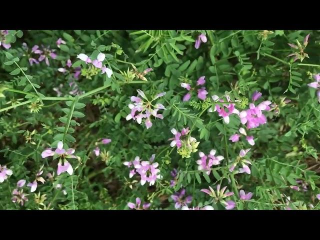 CROWN VETCH  “to be or NOT to be” (good or bad) erosion control, invasive