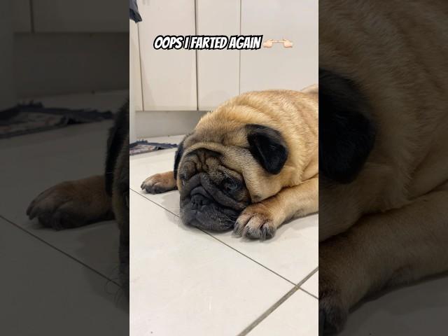 Oops I farted again  #dog #puppy #cute #funny #cutepuppy