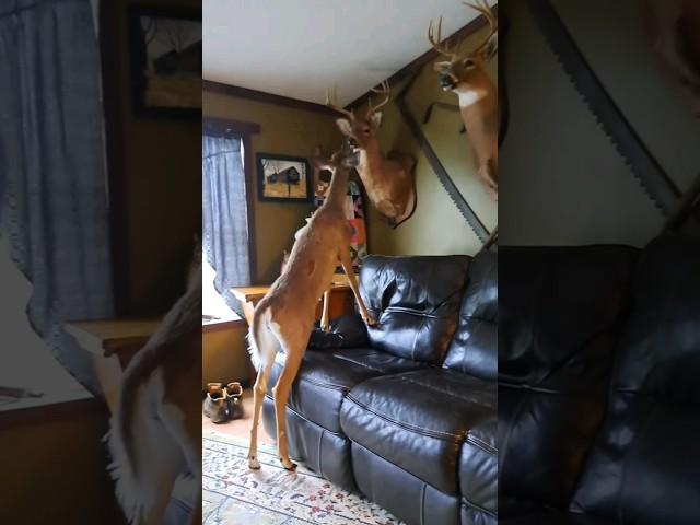 Catch'n Deers  #hunting #deer #whitetail