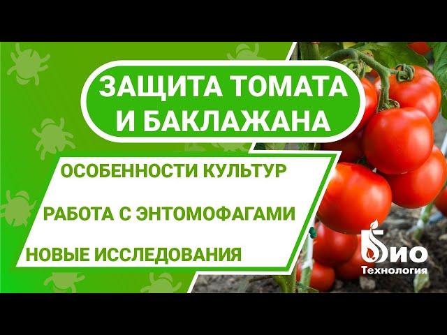 Защита томата в жарком климате. Эретмоцерус, Энкарзия и Макролофус. Защита баклажана.