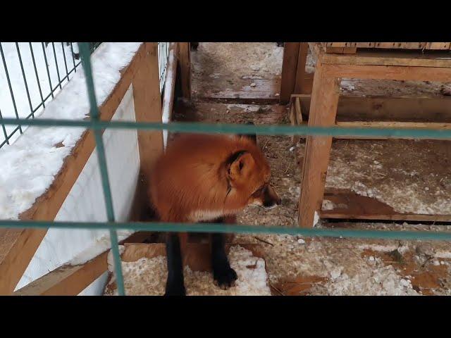 Алиса - лиса. Первый день общения с Арчи