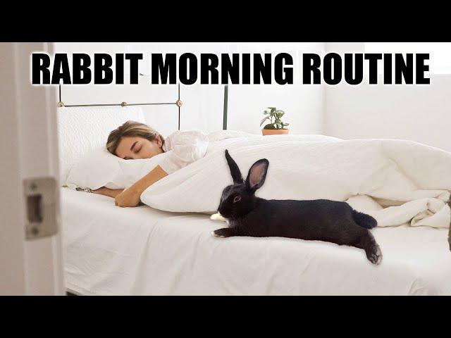 IN DEPTH BUNNY MORNING ROUTINE 