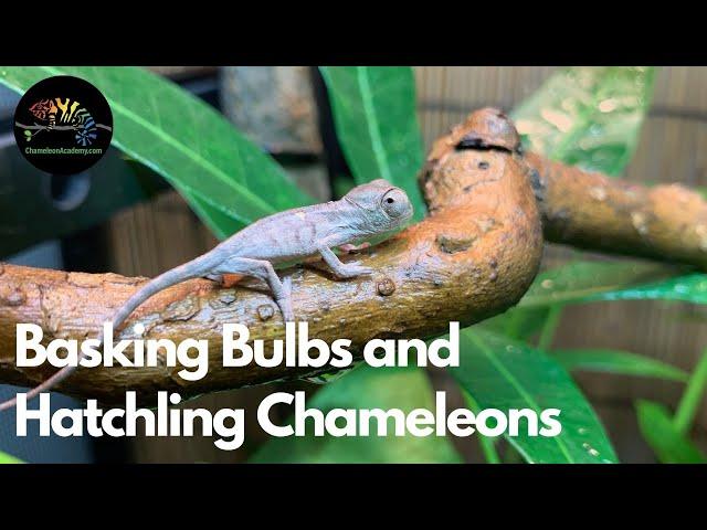 Basking Bulbs & Chameleon Hatchlings