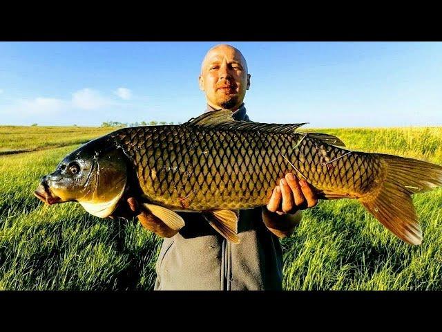 Fishing 2021 Fishing on a float EKLMN or a grabber for fishing catches healthy carp-the best moments