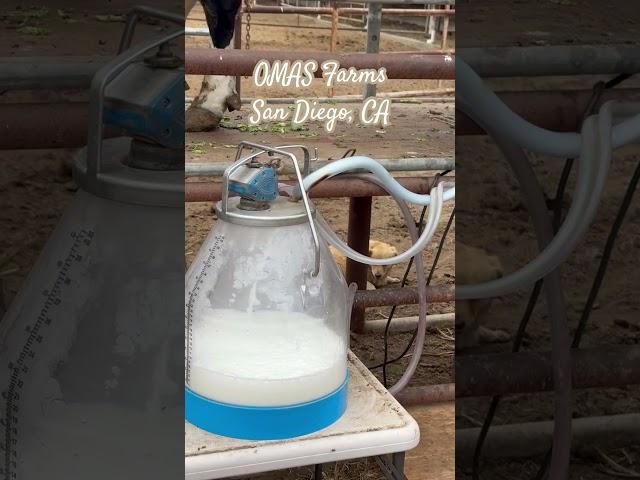OMAS Farms #omasdairyfarm #califonabirds #funtime #schooltrips #nature #pettingfarm #farmersday #fun