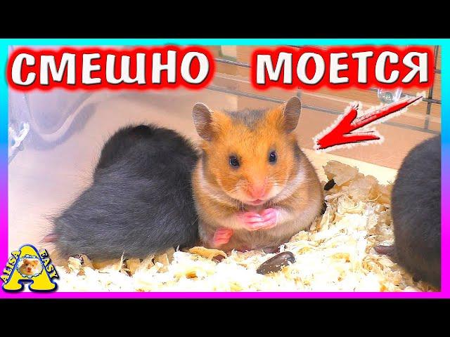 Выбираю ХОМЯЧОНКА / Какой Самый Смешной? / Alisa Easy Pets