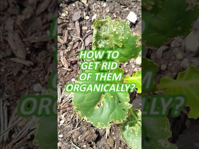 How To Get Rid Of Flea Beetles Organically In Your Vegetable Garden #shorts