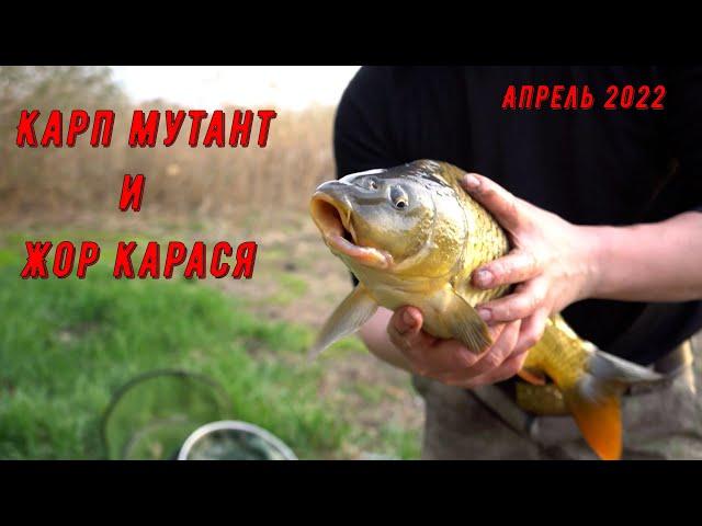 Жор карася и Карп мутант. Ловля карася ранней весной.