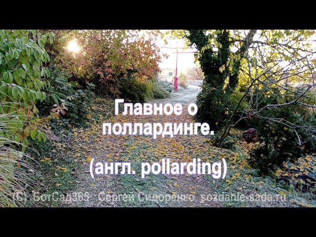 Главное о поллардинге (англ. pollarding)