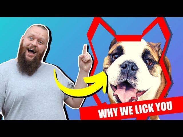 Why ENGLISH BULLDOG LICK You